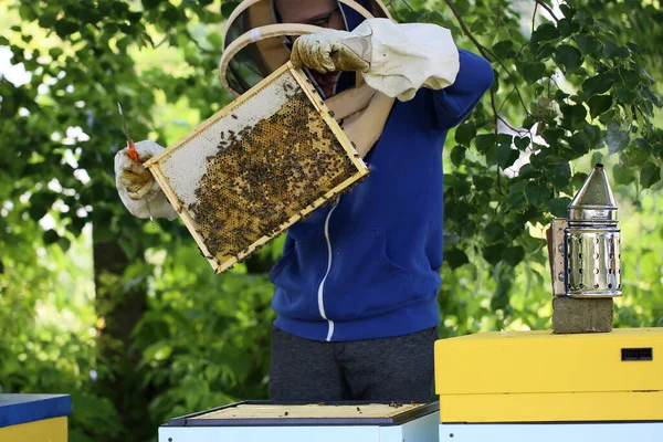 Frame Met Bijen Die Honing Produceren Een Kleine Bijenteelt — Stockfoto