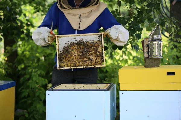 Frame Met Bijen Die Honing Produceren Een Kleine Bijenteelt — Stockfoto