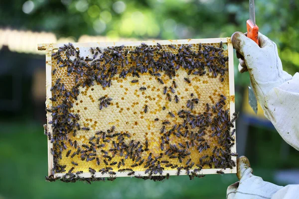 Рамка Бджолами Виробляють Мед Маленькому Бджільництві — стокове фото