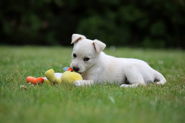 Bellissimo Cucciolo Lablador Posa Foto — Foto Stock