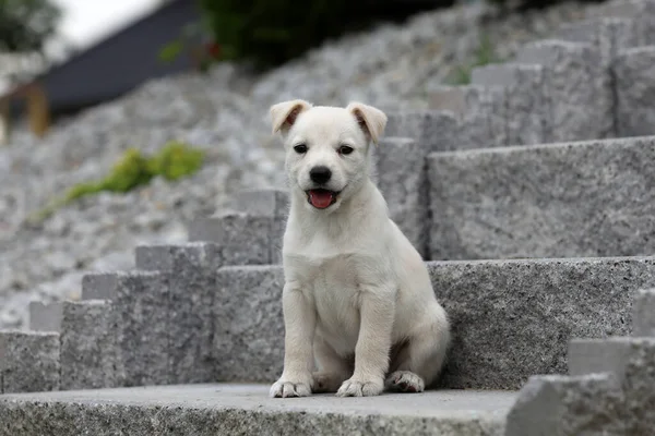 美丽的拉布拉多小狗摆姿势拍照 — 图库照片