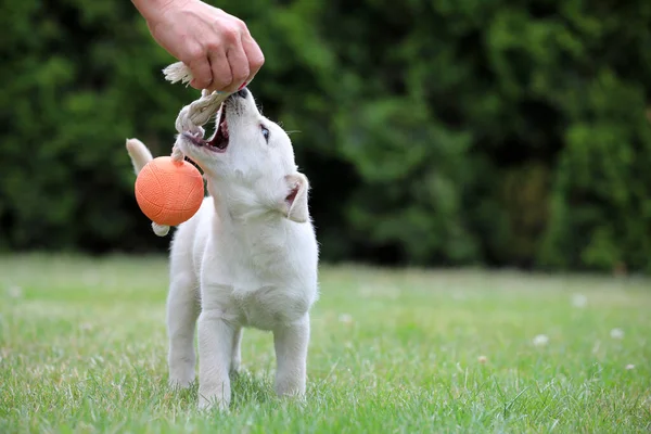 Güzel Köpek Yavrusu Lablador Fotoğraflar Için Poz Veriyor — Stok fotoğraf