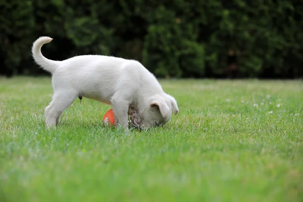 Güzel Köpek Yavrusu Lablador Fotoğraflar Için Poz Veriyor — Stok fotoğraf