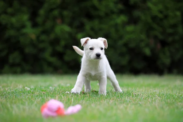 美しい子犬Labladorポーズのために写真 — ストック写真