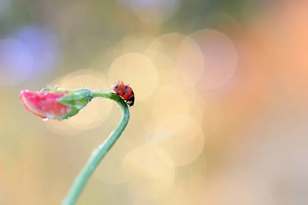 Red Ladybird Looking Food Green Stem Nice Colored Background — Stock Photo, Image