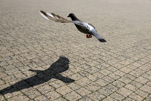 Pombos Fritando Dia Ensolarado Sobre Uma Praça Cidade — Fotografia de Stock