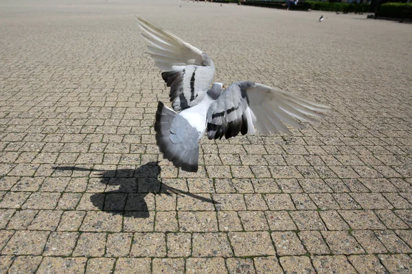 Pigeons Frying Sunny Day Square City — Stock Photo, Image