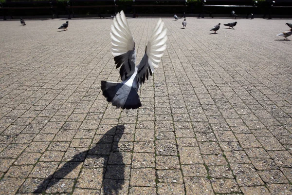 Güneşli Bir Günde Şehirdeki Bir Meydanda Güvercinler Kızarıyor — Stok fotoğraf