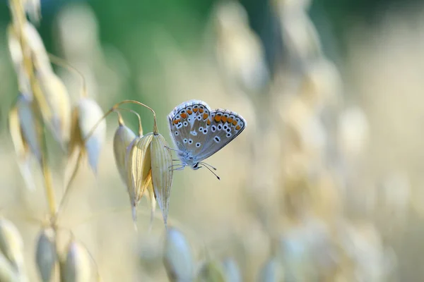 Ein Schöner Schmetterling Auf Ohren Meinem Garten — Stockfoto