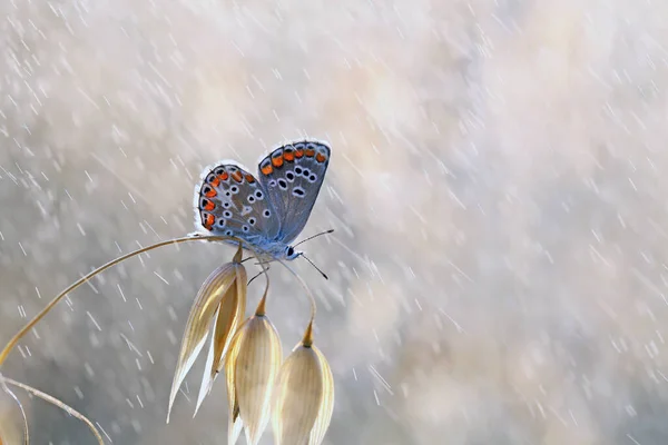 Ein Schöner Schmetterling Auf Ohren Meinem Garten — Stockfoto