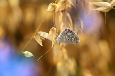 Bahçemde kulaklarında güzel bir kelebek.