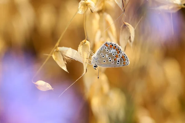 Ein Schöner Schmetterling Auf Ohren Meinem Garten — Stockfoto