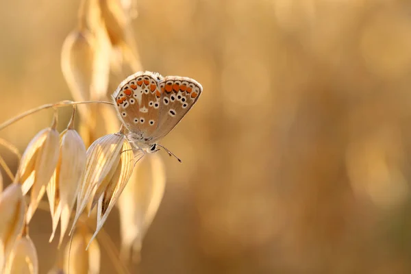 Fluture Frumos Urechi Grădina Mea — Fotografie, imagine de stoc