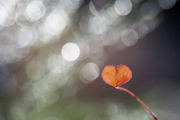 Heart Shape Made Plant Leaf Nice Background — Stock Photo, Image