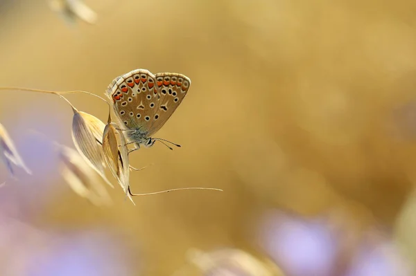 Uma Linda Borboleta Nas Orelhas Meu Jardim — Fotografia de Stock