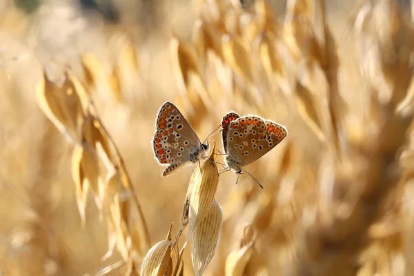 Piękny Motyl Uszach Moim Ogrodzie — Zdjęcie stockowe