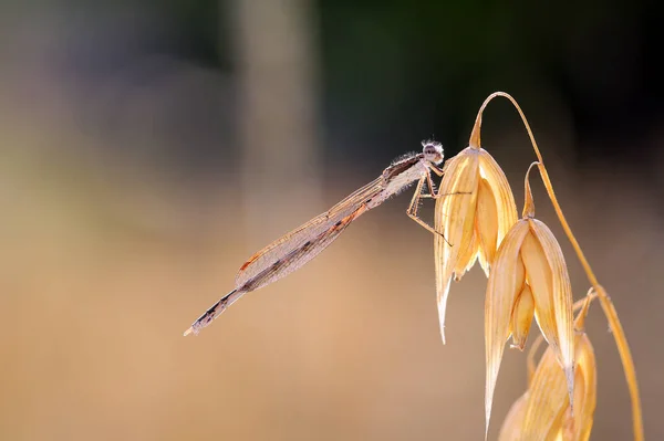 Prachtige Libelle Rustend Voor Vertrek — Stockfoto