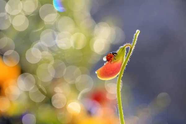 Ein Roter Marienkäfer Sucht Nahrung Auf Einem Löwenzahn Auf Einem — Stockfoto