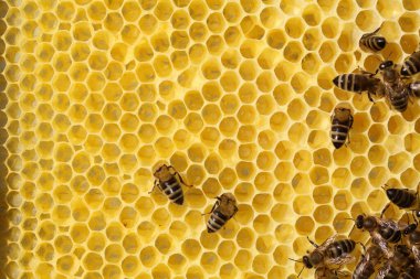 Güneşli bir günde arılarla bal peteği.