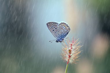 Güzel bir kelebek yağmurlu günlerde oturur ve ıslanır. 