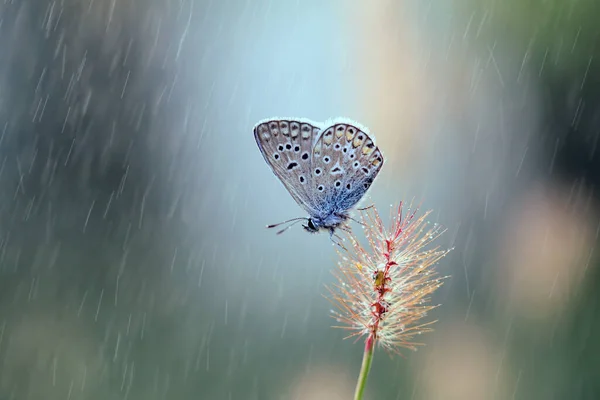 Een Mooie Vlinder Zit Wordt Nat Regenachtige Dagen — Stockfoto