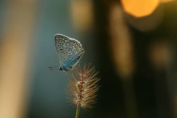 Uma Bela Borboleta Senta Fica Molhada Dias Chuvosos — Fotografia de Stock