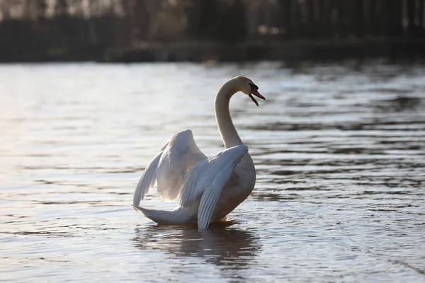 湖で美しい白鳥が泳ぐ — ストック写真