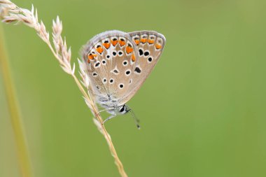 Çayırdaki çimlerin üzerinde kelebek