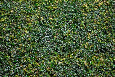 Yeşil sarmaşık duvar arkaplanı, yeşil sarmaşık duvar dokusu arka plan.