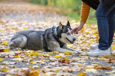 Sibirya Husky 'si sonbahar parkında yolda oturuyor..