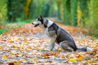 Sibirya Husky 'si sonbahar parkında yolda oturuyor..