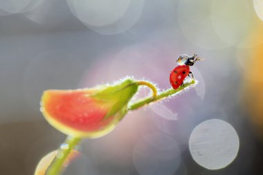 Bir damla su üzerinde bir uğur böceği