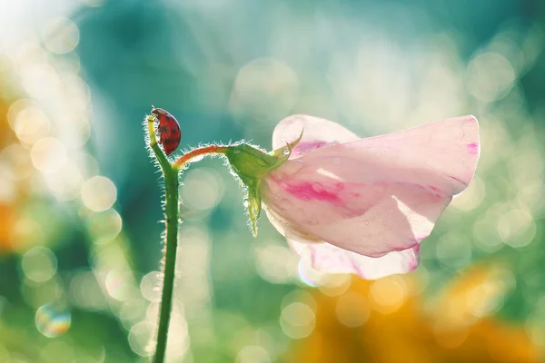 Mirad a una pequeña mariquita — Foto de Stock