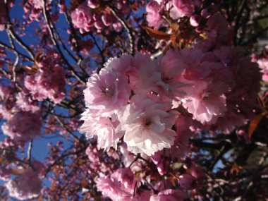 İlkbaharda kiraz çiçeği