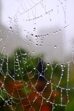 Makro. Örümcek net.