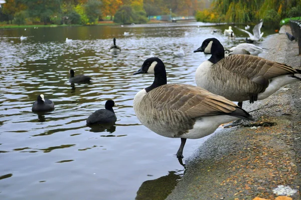 Ducks are standing in water — Stock Photo, Image