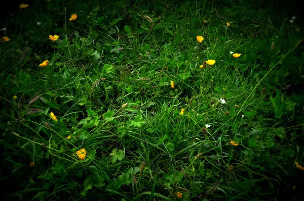Трава с маленькими желтыми цветами — стоковое фото
