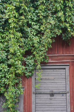 Yazın eski kırmızı bir ahır.