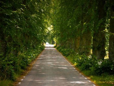 Ormandan geçen bir yol.