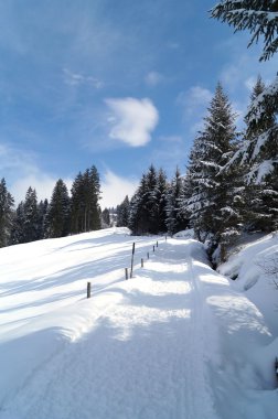 Güneşli bir günde kış ormanı