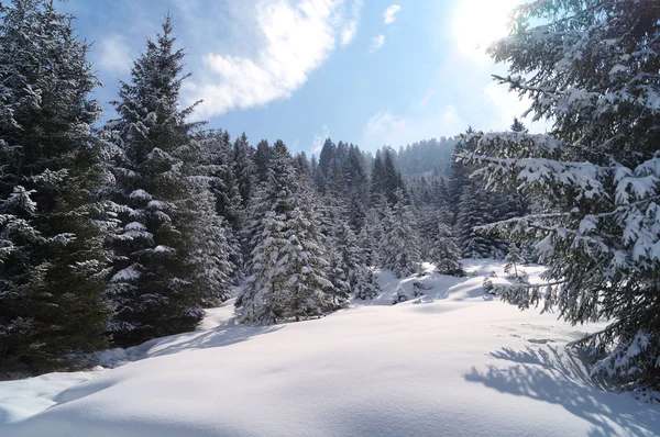 Güneşli bir günde kış ormanı