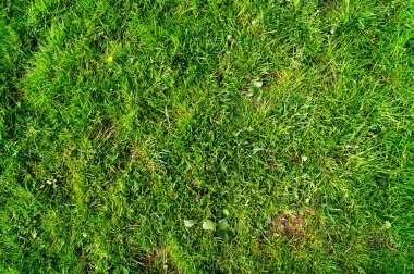 Grastextur  und Hintergrund