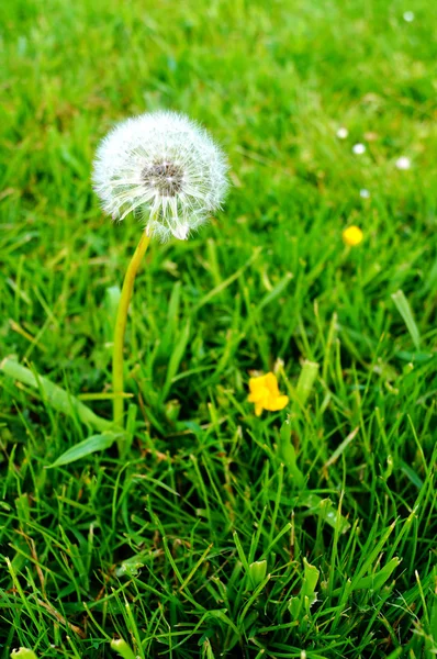 Löwenzahn im Park — Stockfoto