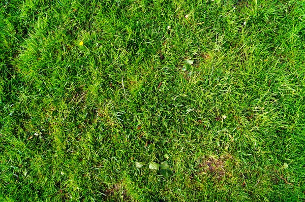 Grastextur  und Hintergrund