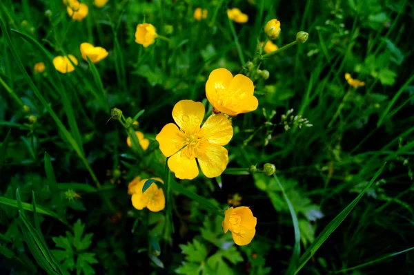 Pequenas flores amarelas — Fotografia de Stock