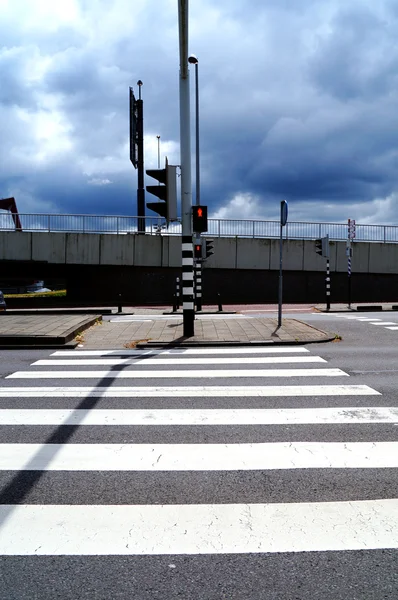 Zebra on the traffic lights — Stock Photo, Image