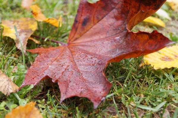 Damla ile sonbahar bırak