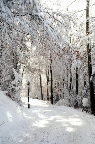 Orman şekilde kış