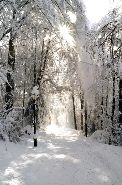 Orman şekilde kış