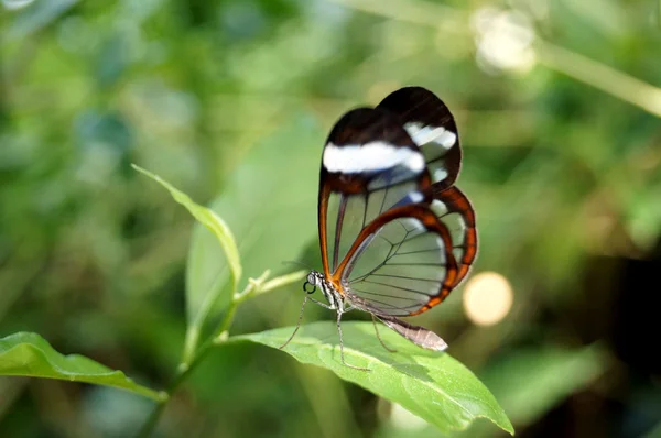 Yeşil yapraktaki kelebek